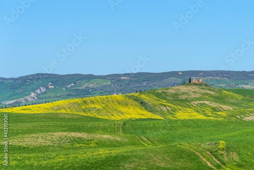 Amazing spring colorful landscape. Beautiful farmland rural landscape, cypress trees and colorful spring flowers in Tuscany, Italy. Beautiful spring landscape with blooming raps field.