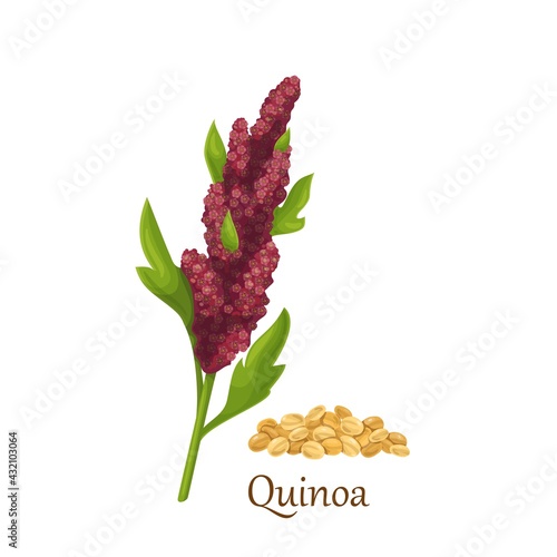 Quinoa grass cereal crops, agricultural plant vector illustration. Heap of quinoa grains seeds.