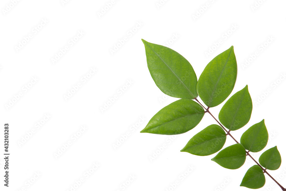 Green plants Green plants