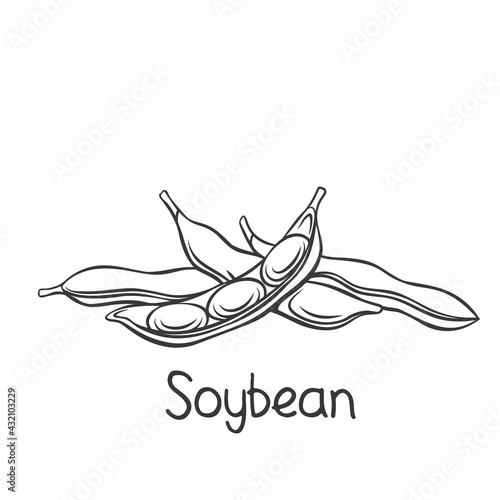 Soybean pods, edamame beans monochrome outline vector illustration for ad soy product. photo