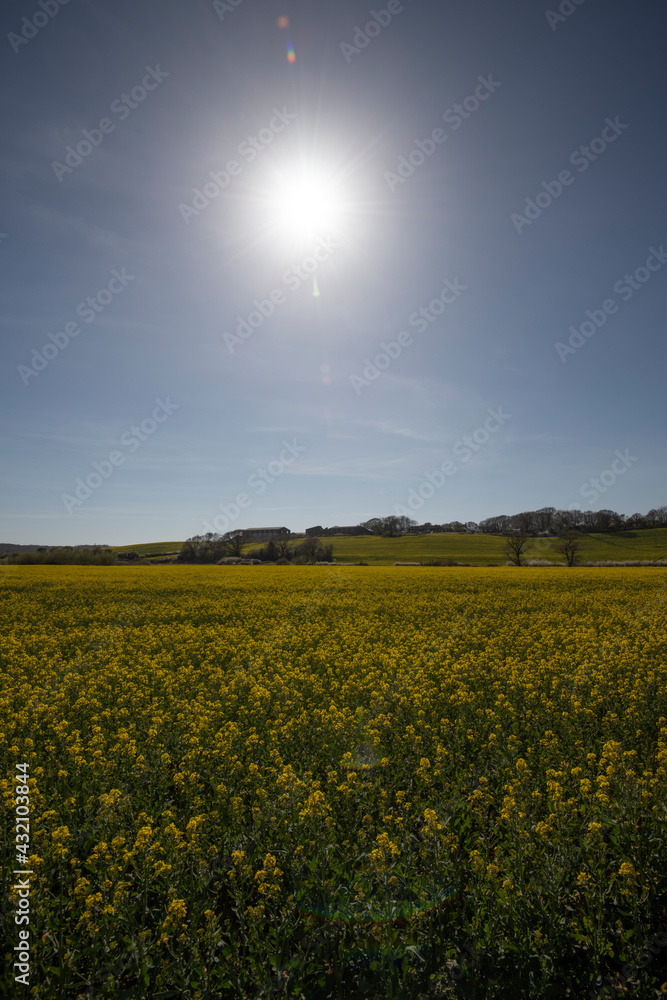 Oilseed rape crop on a farm in Combe Valley, East Sussex