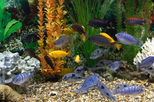 Group of colorful orange and blue aquarium fish cichlids on background of green and orange algae in aquarium photo