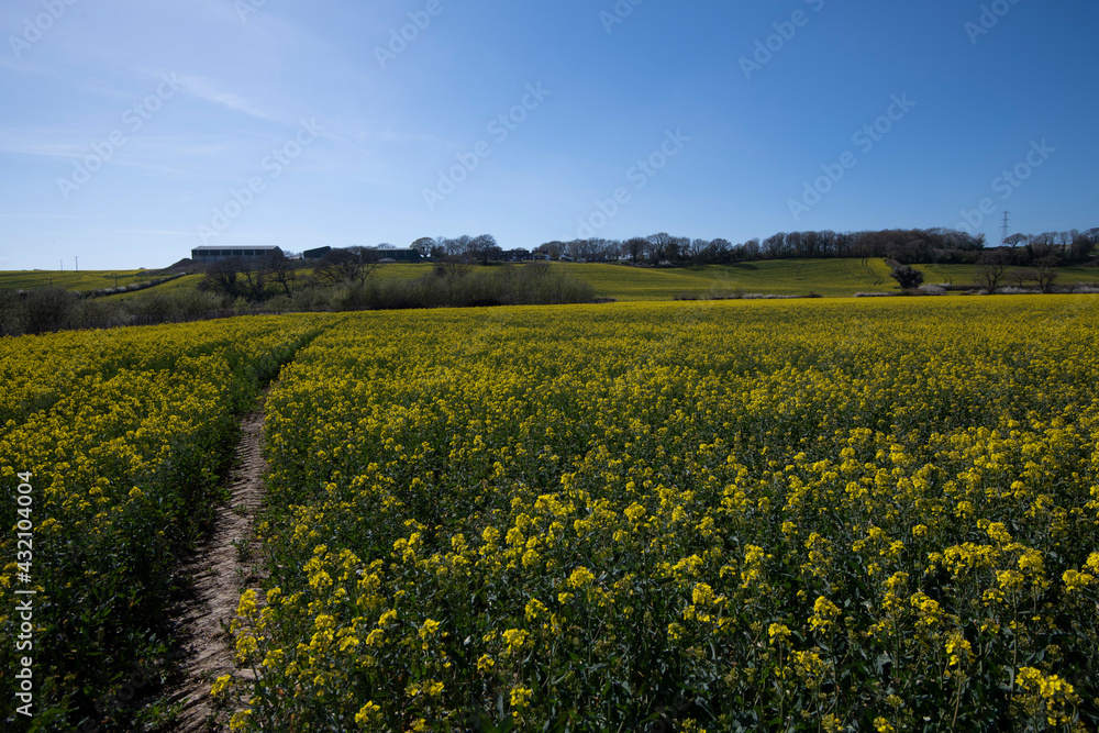 OIlseed rape crop on a farm in Combe Valley, East Sussex