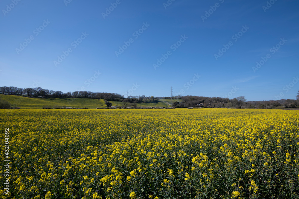 Oilseed rape crop on a farm in Combe Valley, East Sussex