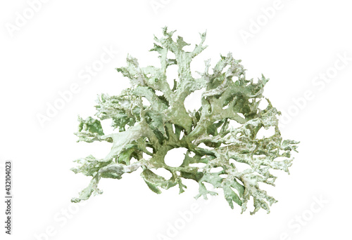 Evernia prunastri, also known as oakmoss isolated on white background with clipping path.  Oakmoss is used extensively in modern perfumery.