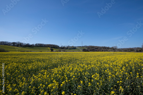 Oilseed rape crop on a farm in Combe Valley  East Sussex