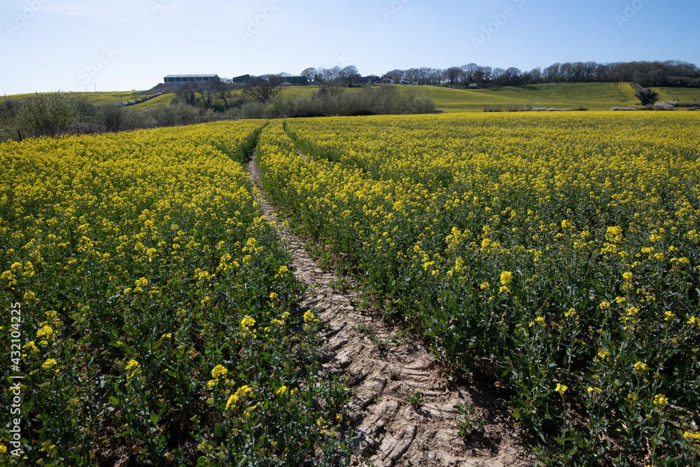 Oilseed rape crop on a farm in Combe Valley, East Sussex