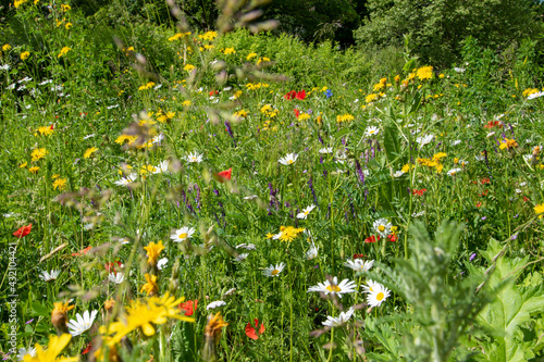 Blühende Blumenwiese mit bienenfreundlichen Pflanzen im Mai. Ein schöner Blühstreifen zur Förderung der lokalen Biodiversität.