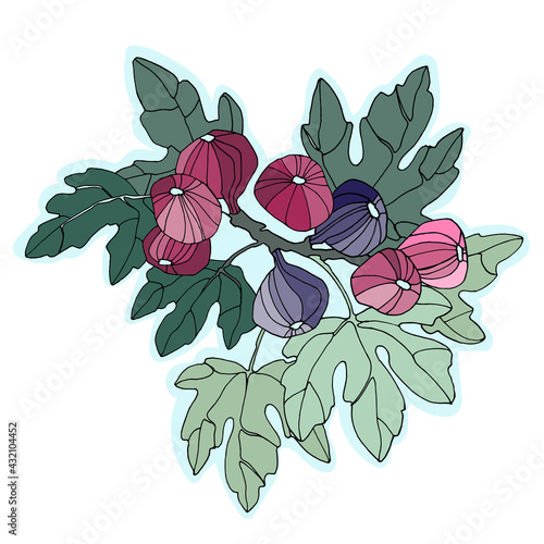 Decor printable art. Hand drawn vector illustration of fig fruits on branch