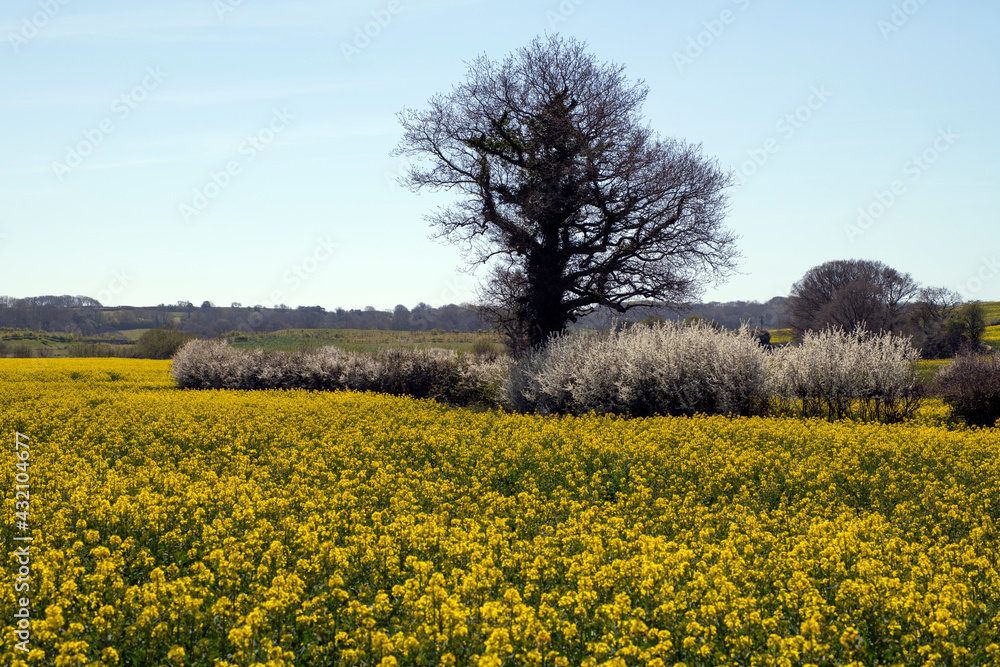 OIlseed rape crop o na farm in Combe Valley, East Sussex OIlseed rape crop o na farm in Combe Valley, East Sussex