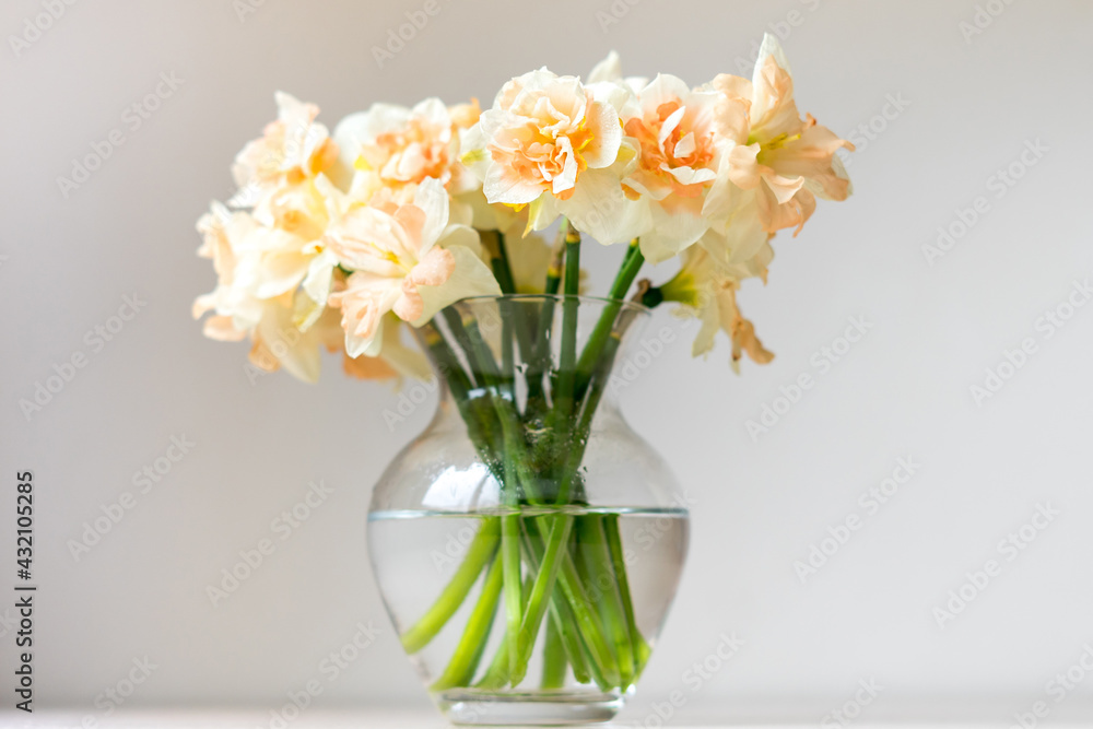 Bouquet of beautiful Daffodils in glass vase. Copy space. International Women's Day celebration. White wall background. Scandinavian interior.	