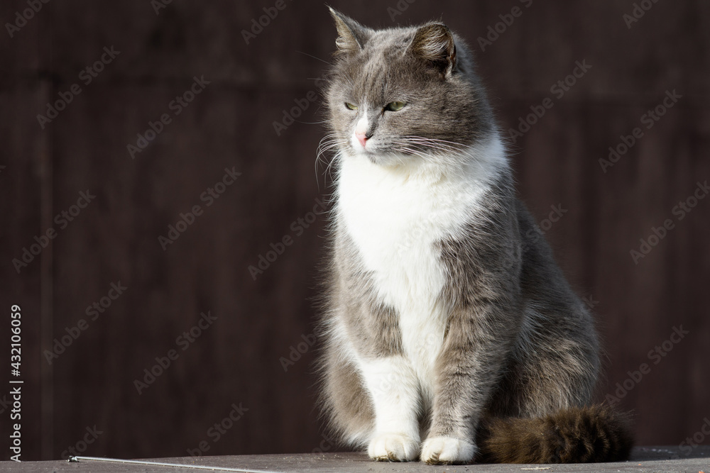 Obraz premium Fluffy white and grey homeless street cat with green eyes is sitting on the concrete parapet in the park and squinting in the sun. Brown background. Homeless or domestic animals concept.