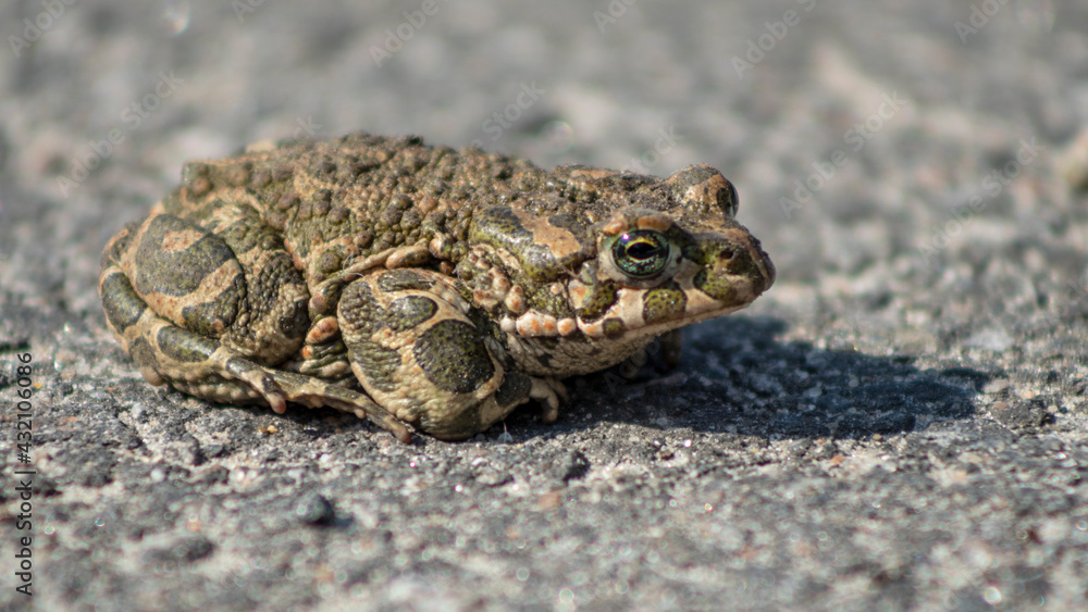 Tree green frog sitting on the pavement. Close-up green eye. Blurred background. Space for text. Tree green frog sitting on the pavement. Close-up green eye. Blurred background. Space for text.