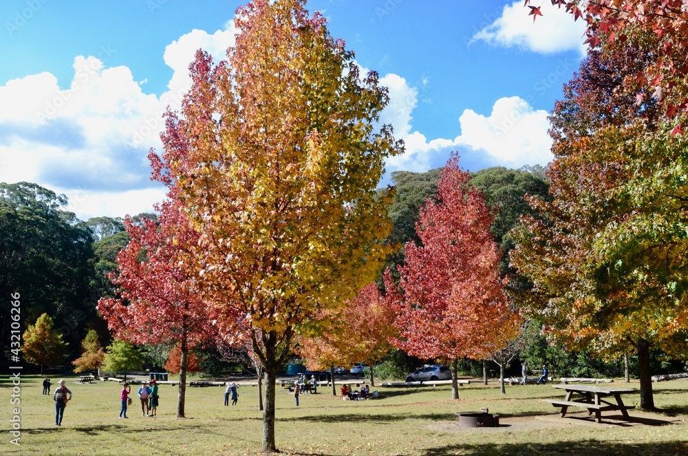 Naklejka premium autumn in the park