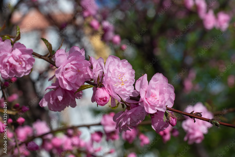 A blooming spring branch of a Chinese rose tree. Rose buds and plum blossoms, or Prunus Triloba with bokeh effect on a natural background.