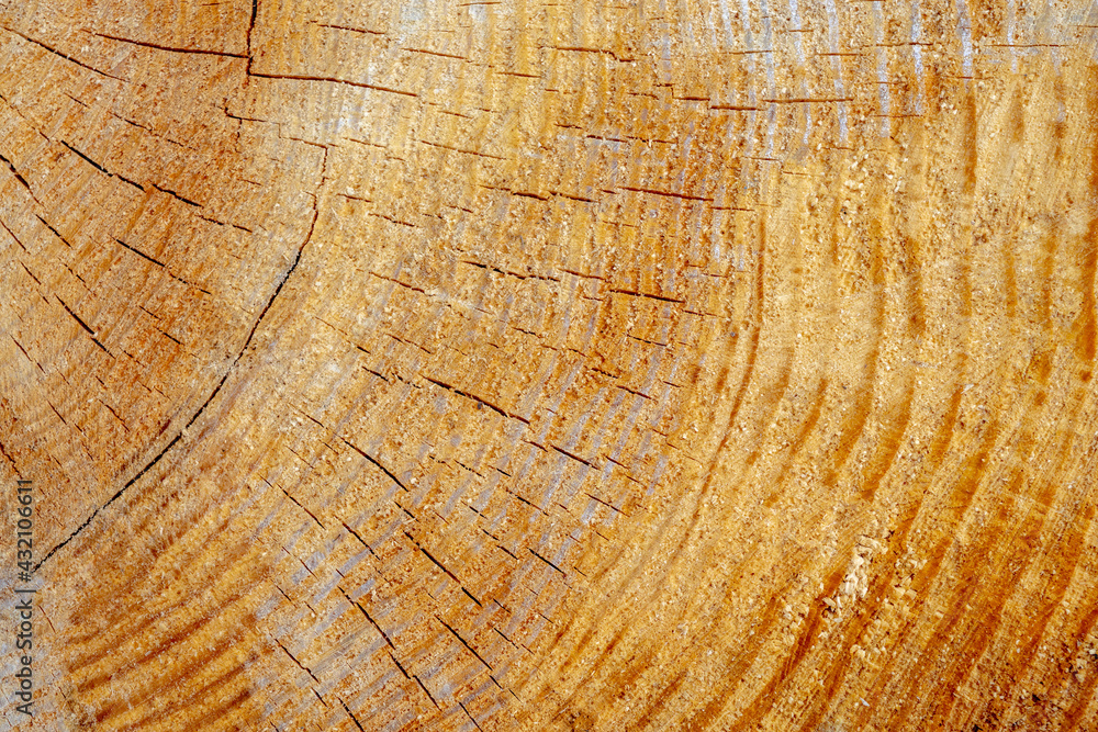Naklejka premium Tree stump wood background with rough cut wood on a tree stump close up.