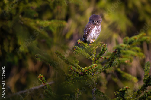 The pygmy owl is the smallest European owl.