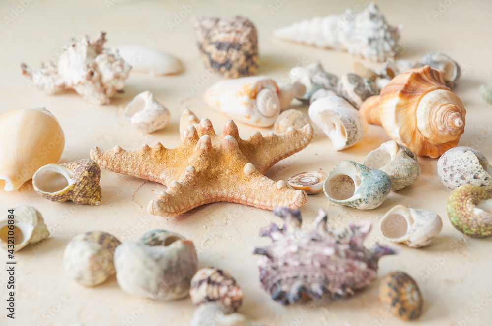 seashells on a beige sand background. horizontal frame