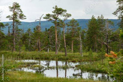 Wetland, mire landscape in ...