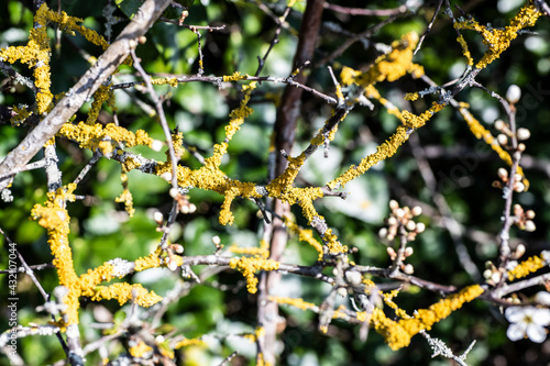 Close-up of yellow lichen growing on a blackthorn bush in spring in Combe Valley, East Sussex