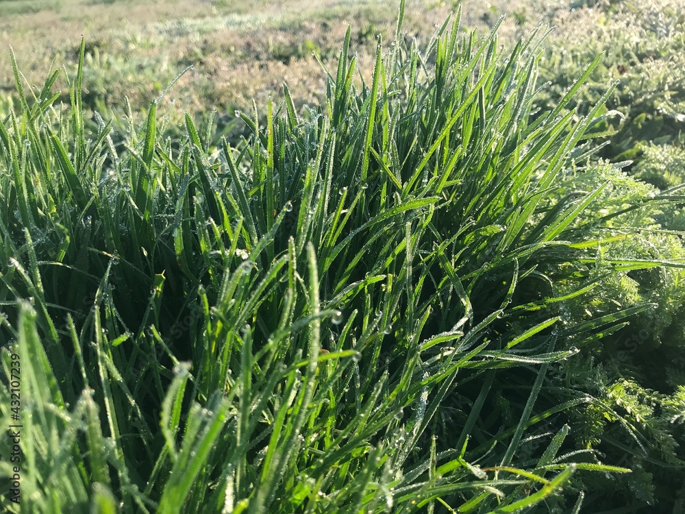 Fototapeta premium green grass with water drops in the wind