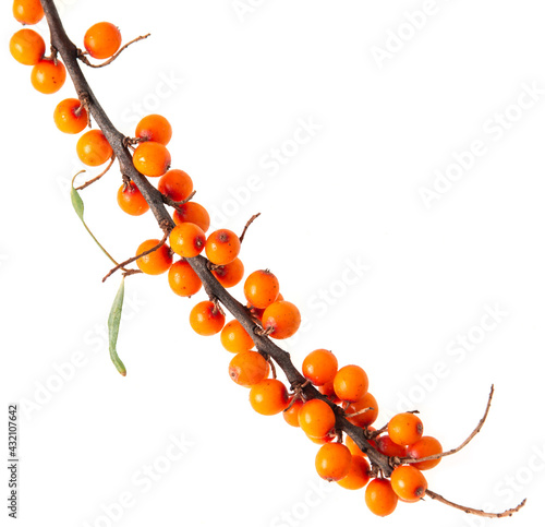 sea buckthorn berry on a branch on a white background photo