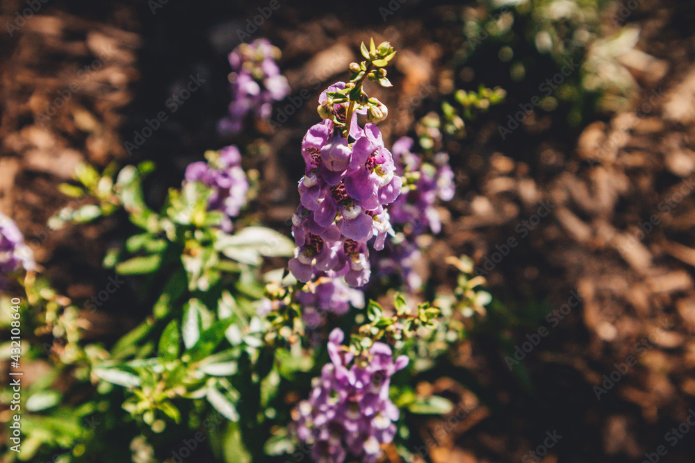 purple flower with natural background purple flower with natural background