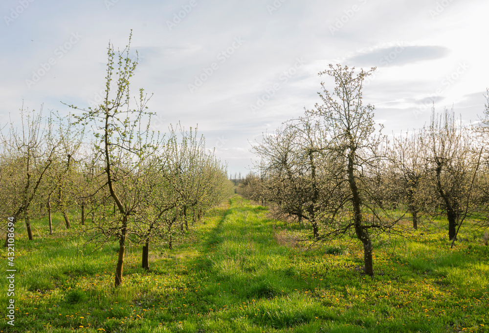 The plantation of young apple trees in the farm The plantation of young apple trees in the farm