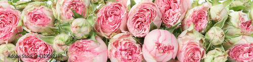 Beautiful pink roses on whole background, top view