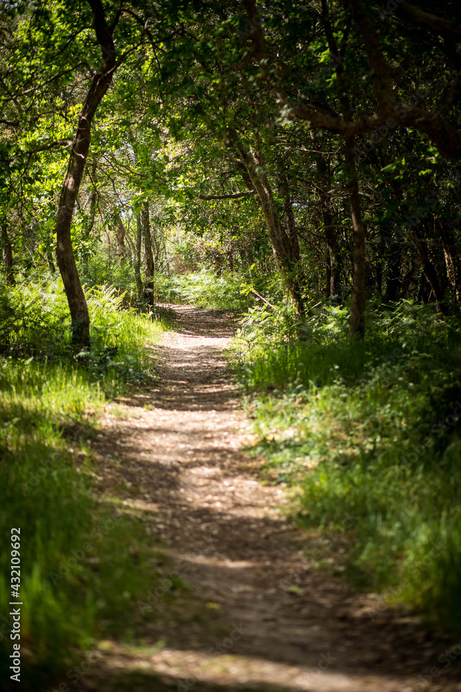 Chemin de promenade en foret sous les Pins dans les landes au soleil Chemin de promenade en foret sous les Pins dans les landes au soleil