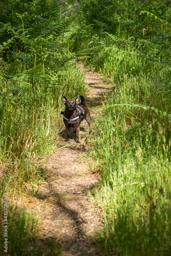 Petit Chien en promenade dans une foret Petit Chien en promenade dans une foret