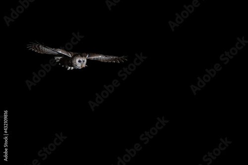 Quadro su tela Night Tawny owl in the forest (nature reserve Brdy)