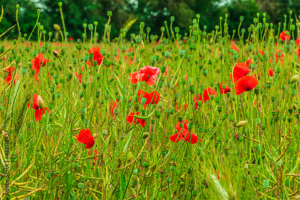 A grain field with poppies. Some wildflowers with red flowers. Rapeseed with fruit cluster, barley, wheat in the field. Lots of poppy seed capsules in nature. Trees in the background