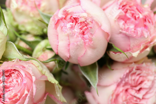 Fototapeta Naklejka Na Ścianę i Meble -  Beautiful pink roses on whole background, close up