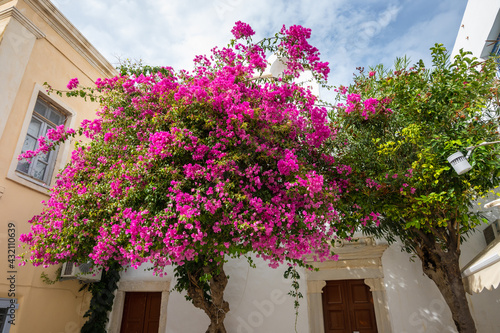 Blooming bougainvillea flowers on street in Parikia town on the island of Paros. Cyclades, Greece