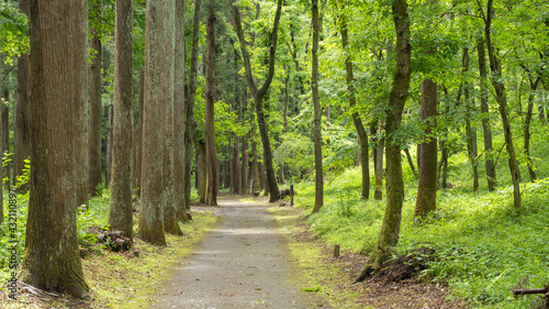 日本の自然公園の一本道。