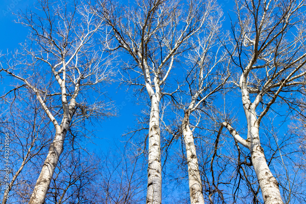 Bare branches of a tree against a blue sky. Bare branches of a tree against a blue sky.