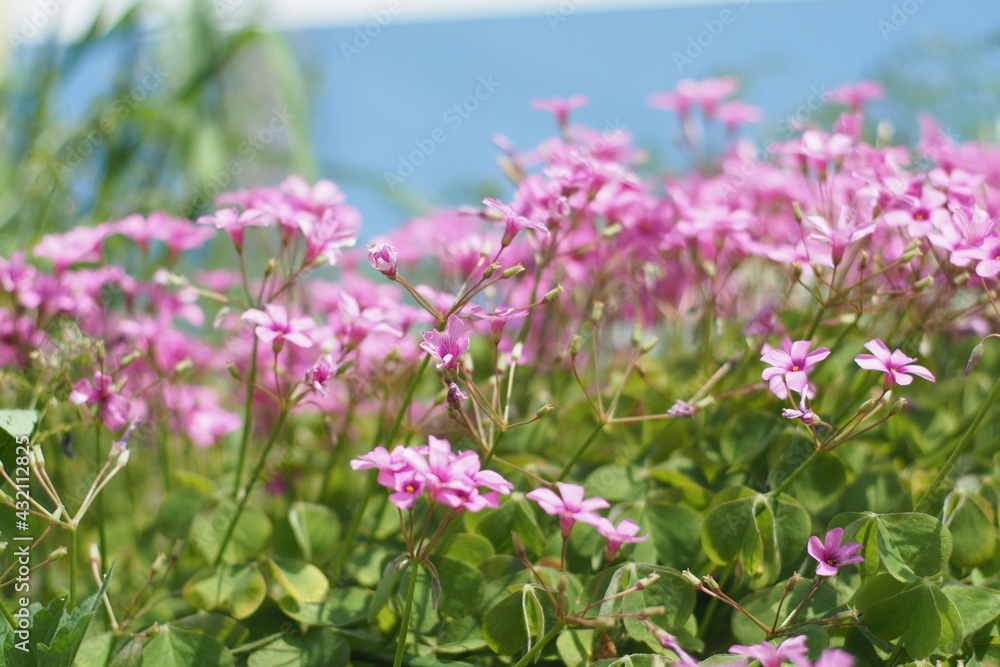 Oxalis weeds pink bloom spring Oxalis weeds pink bloom spring