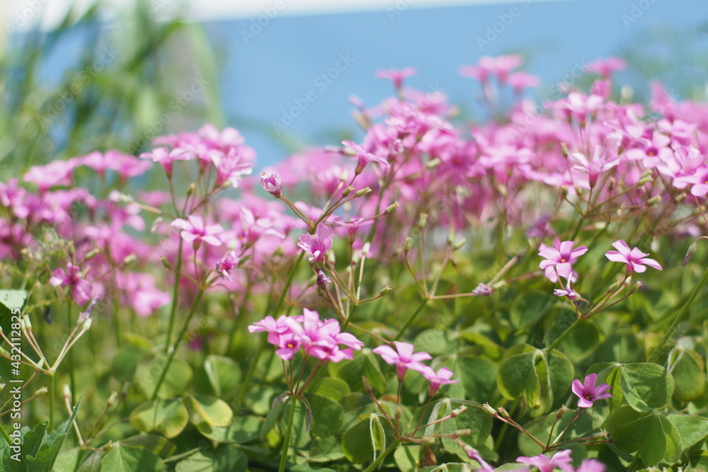 Oxalis weeds pink bloom spring