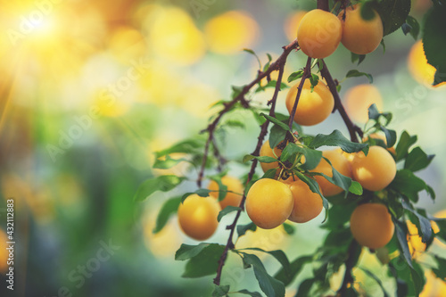 Branch of ripe yellow plum in orchard