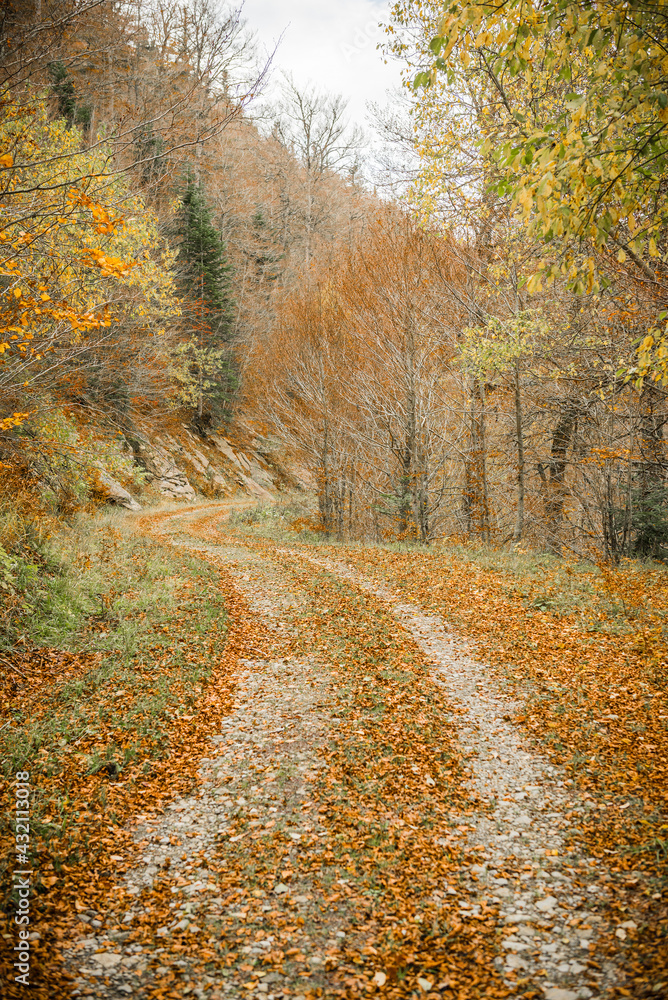 Obraz premium Camino otoñal