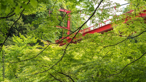 森の中の赤い吊橋