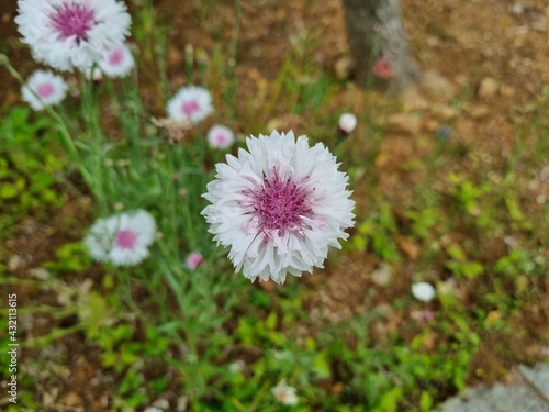 pink flowers in the garden