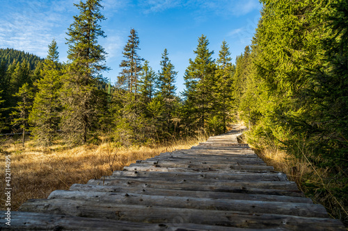 Wooden bridge leading inside a peat bog surrounded by conifers during the summer season in a national park in Romania.