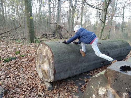 Über das Holz