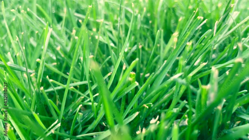 Green grass close-up of lawn - Grass movement in slow motion. Green juicy lawn, it's time to cut. Backyard lawn with medium length grass. Field of grass in perspective Green grass close-up of lawn - Grass movement in slow motion. Green juicy lawn, it's time to cut. Backyard lawn with medium length grass. Field of grass in perspective