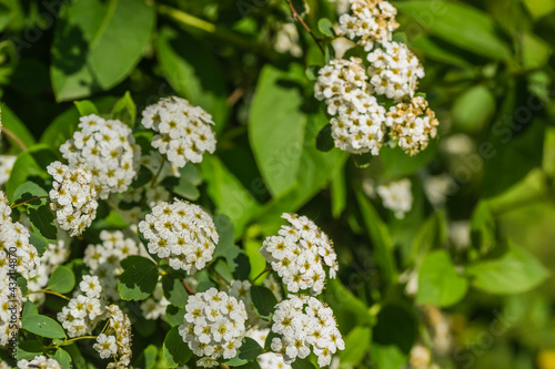 Tiny snow-white lilac flowers Lobularia maritima Alissum maritimum, sweet alissum or sweet alison, alissum genus Alissum is a species of low-growing flowering plant from the Brassicaceae family. 