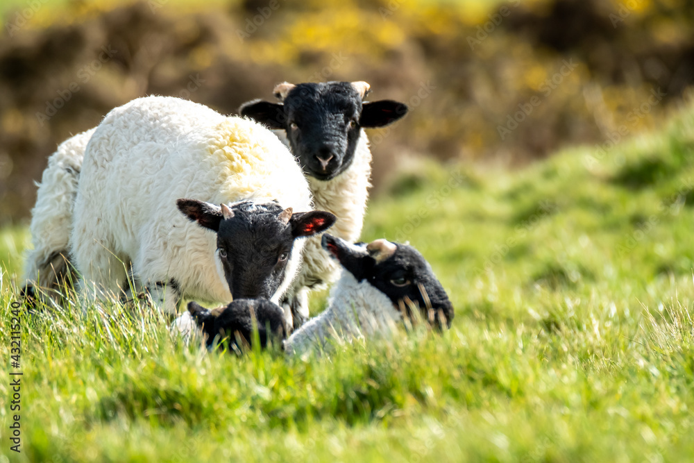 Cute blackface sheep lambs in a field in County Donegal - Ireland Cute blackface sheep lambs in a field in County Donegal - Ireland