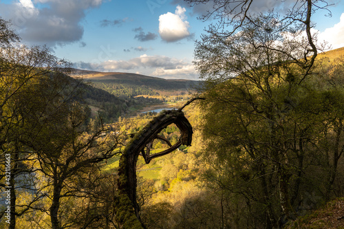 A tree branch sticking out in the woods and in the background the Glendalough Round tower in Wicklow Ireland © Simon