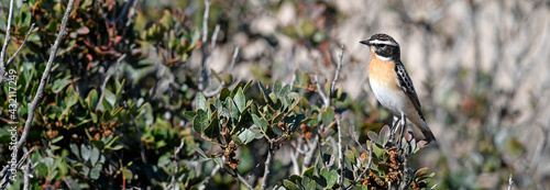 Braunkehlchen // Whinchat (Saxicola rubetra) photo